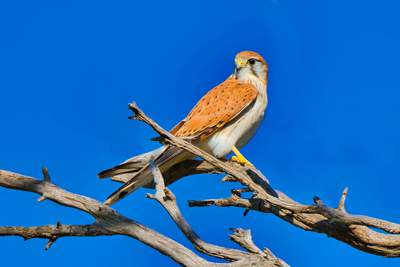 Nankeen Kestral - Photographer: Peter Poon