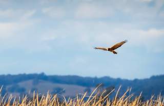 Spotted Harrier. Photograph by Jenny Younger