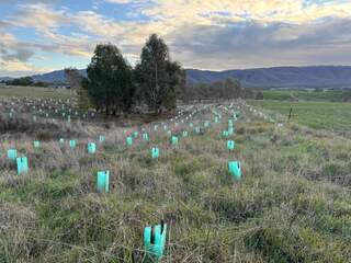 Revegetation project at Yark