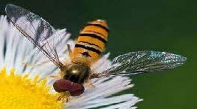 Hover flies as pollinators