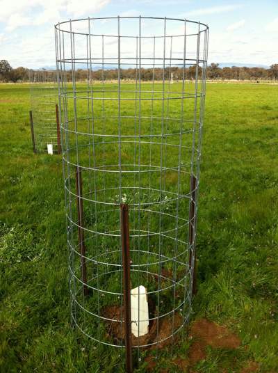 A tree guard