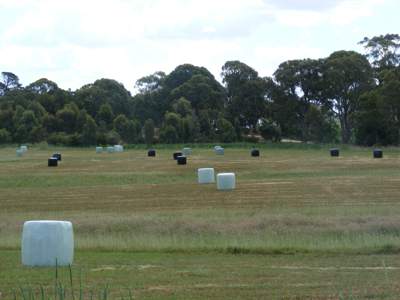 Paddock and trees