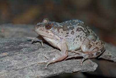 The Frog of the Month for May is the Barking Marsh Frog. Photo by Chris Tzaros.