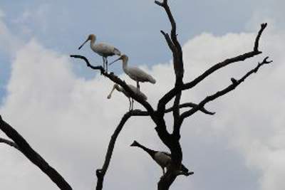 Spoonbills at Black Swamp