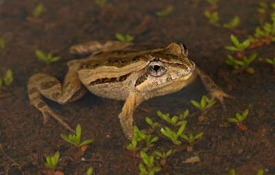 Common Froglet. Photo by Chris Tzaros.