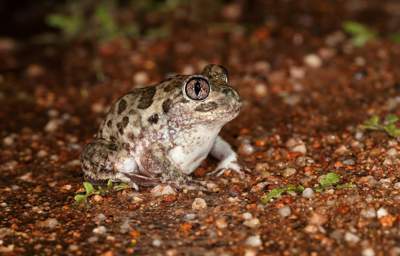 The Common Spadefoot Toad Frog