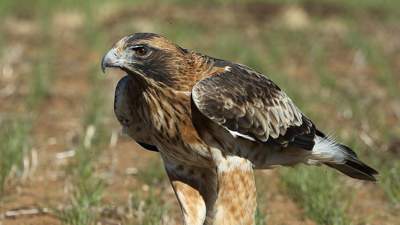 This photo of a Little Eagle by Russell Jones was the front page image of this year’s Goulburn Broken Catchment calendar.