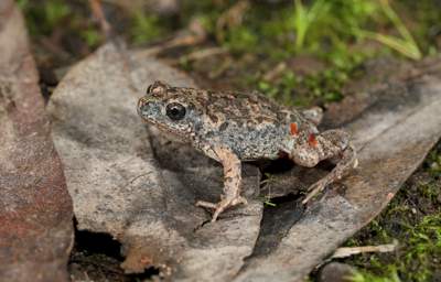 Wrinkled Toadlet by Chris Tzaros