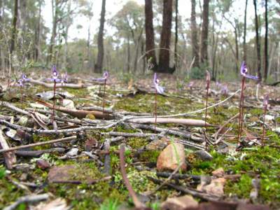 Last year's cover photo of blue caladenias by Kersten Brauns