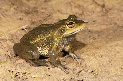 Photo: The Growling Grass Frog was once common to the local area but is now classified as endangered in Victoria. Photo by Chris Tzaros.