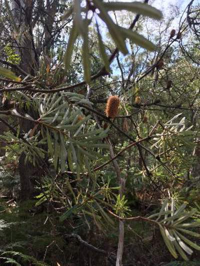 A mature silver banksia