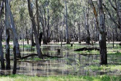 Kanyapella Basin with water in it in 2010