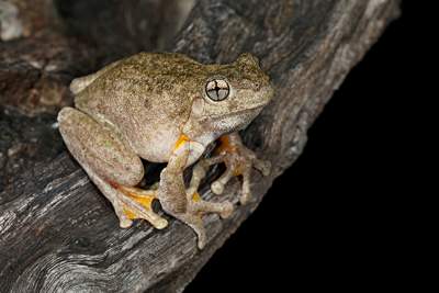 A Peron's Tree Frog sits on a branch