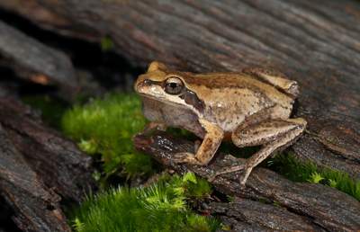 Plains Brown Tree Frog. Photo: Chris Tzaros.