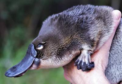 Platypus