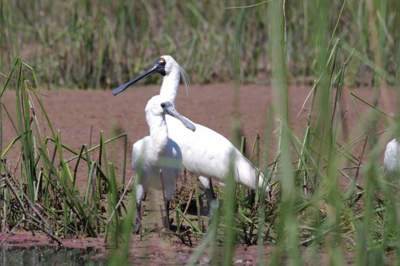 Royal spoonbill with chick at Barmah