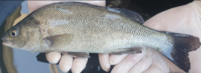 A Silver Perch Fish at Torrumbarry Weir 