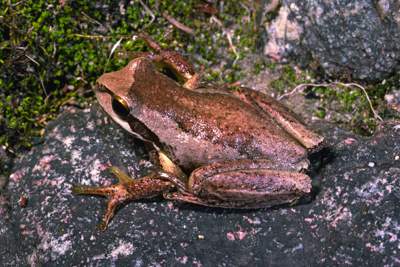 Southern Brown Tree Frog. Photo Peter Robertson