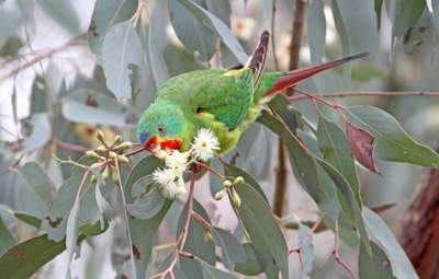 Swift parrot by Chris Tzaros