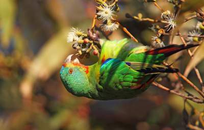 Nectar sources for the Swift Parrot will be increased. Photo: Chris Tzaros