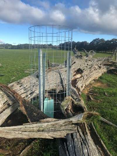 Seedling protected by a guard and fallen timber