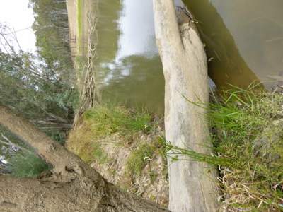 Bank vegetation on the Goulburn