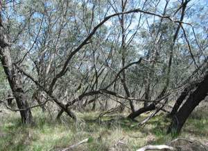 Warby swamp gum by Glen Johnson