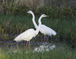 Great egrets