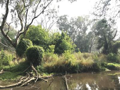 Honeysuckle is being managed on the Yea