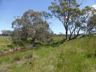 Fraser Merton Creek 9 Nov 2016 Fraser Merton Creek 9 Nov 2016