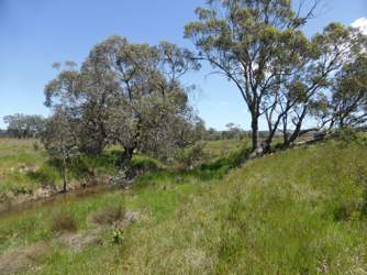 Fraser Merton Creek 9 Nov 2016