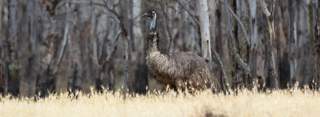 Emu walking through grassland.