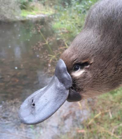 platypus 