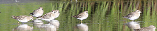 Six birds photographed in a landscape mode sitting in a shallow water body