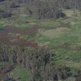 Thumbnail of2016-11-09 (Barmah aerial) 491 - Ibis nesting in Boals Deadwoods.JPG