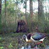 Thumbnail of2017-01-01 Barmah 1683 - SN Ibis at Boals Deadwoods Keith Ward trail cam.JPG