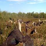 Thumbnail of2017-01-18 Barmah 1430 - SN Ibis at Boals Deadwoods Keith Ward trail cam.JPG