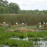 Thumbnail of2017-02-13 Barmah 007 - Remaining young ibis and spoonbills at Boals.jpg