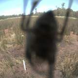 Thumbnail ofc01_2015-12-18_14_00_01_507_0 - spider.jpg