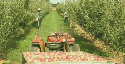 Farmers irrigating their apple orchard with groundwater 