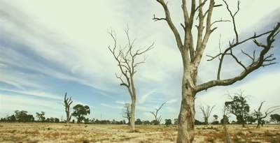 Trees in a paddock affected by salinity