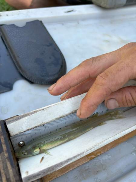The critically endangered Flathead Galaxias, affectionately known as the ‘Ghost Fish' being measured