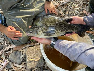 A macquarie perch being held up for inspection