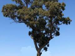 Hear about paddock trees