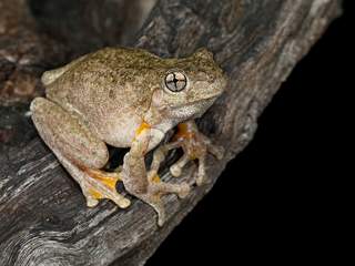 A Peron's Tree Frog sits on a branch