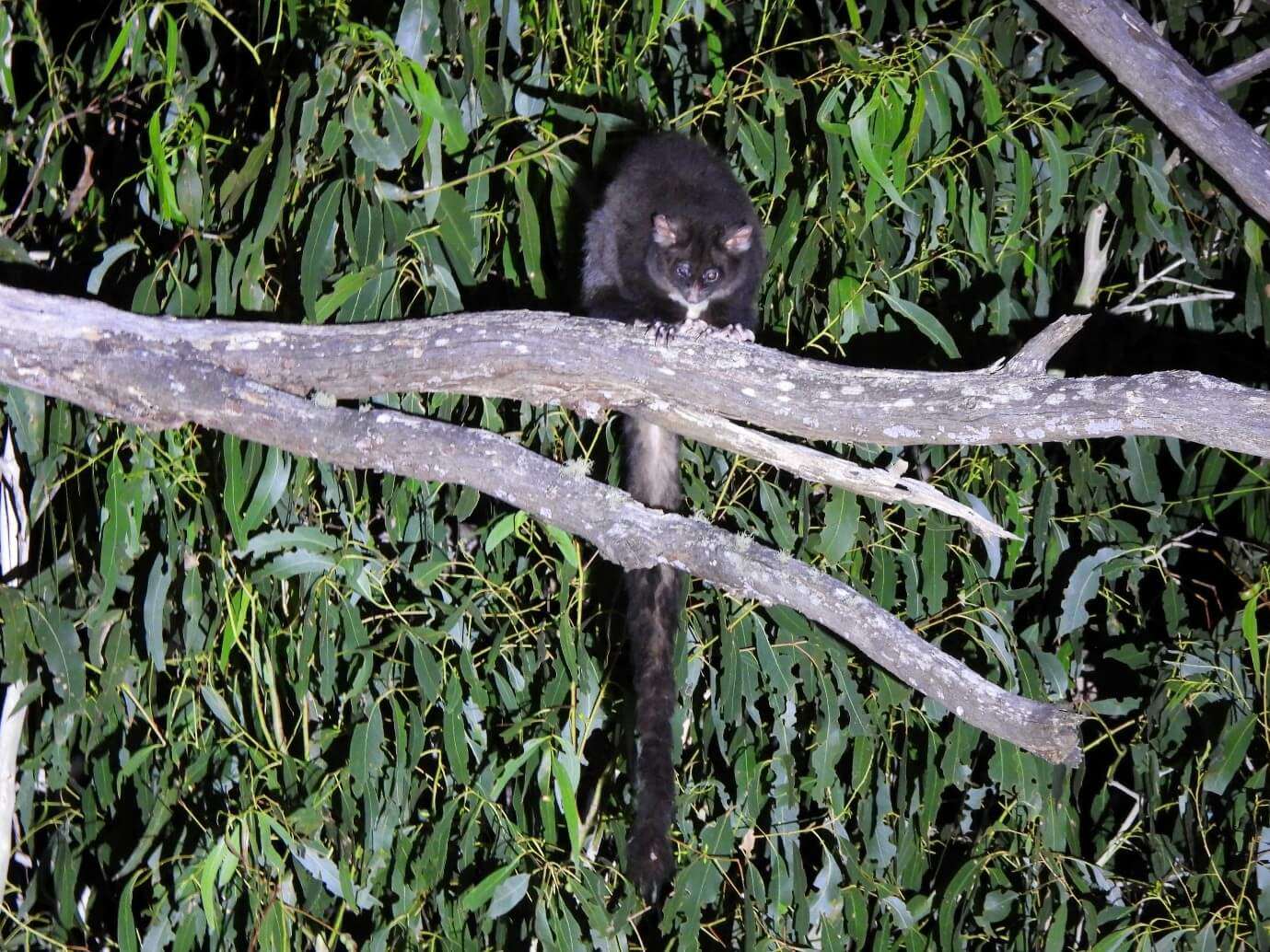 Glider on a branch of a gum tree