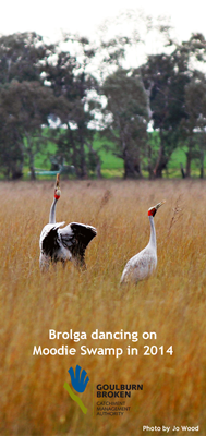 Brolga Moodie Swamp 2014