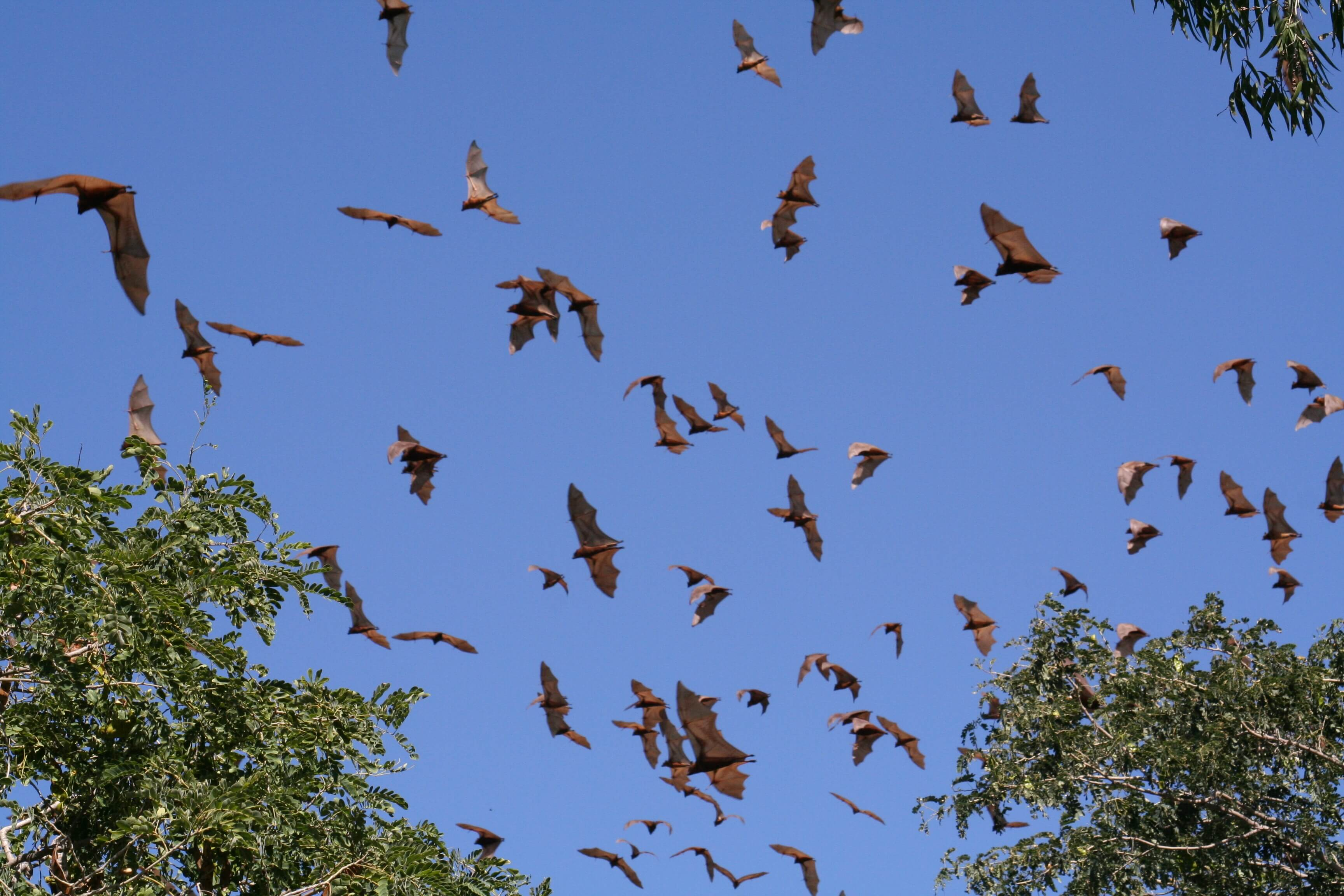 Little red flying foxes in the sky