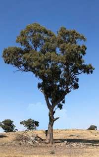 Paddock tree