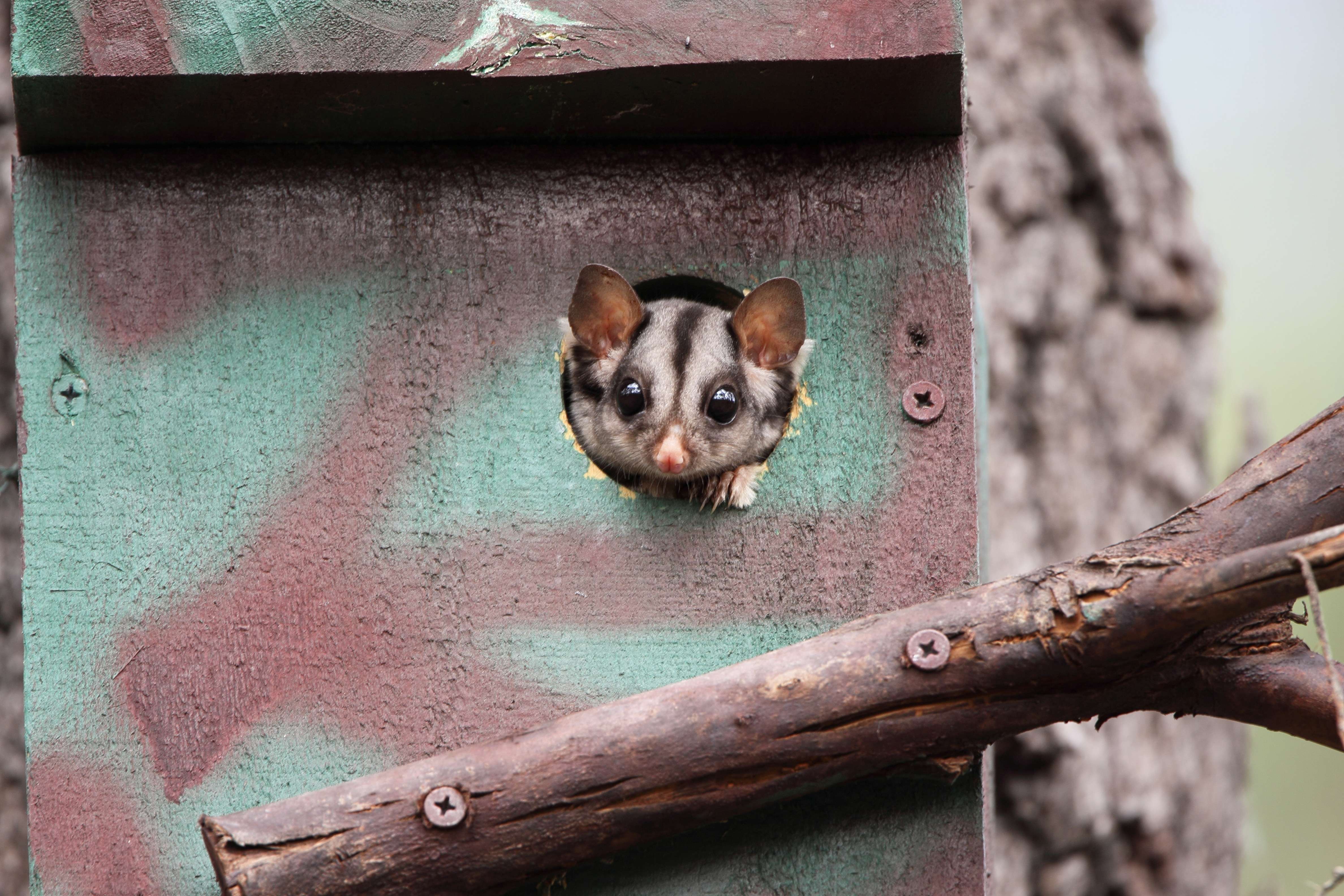 This Sugar Glider'S Skills Are Insane! - tpzvks8